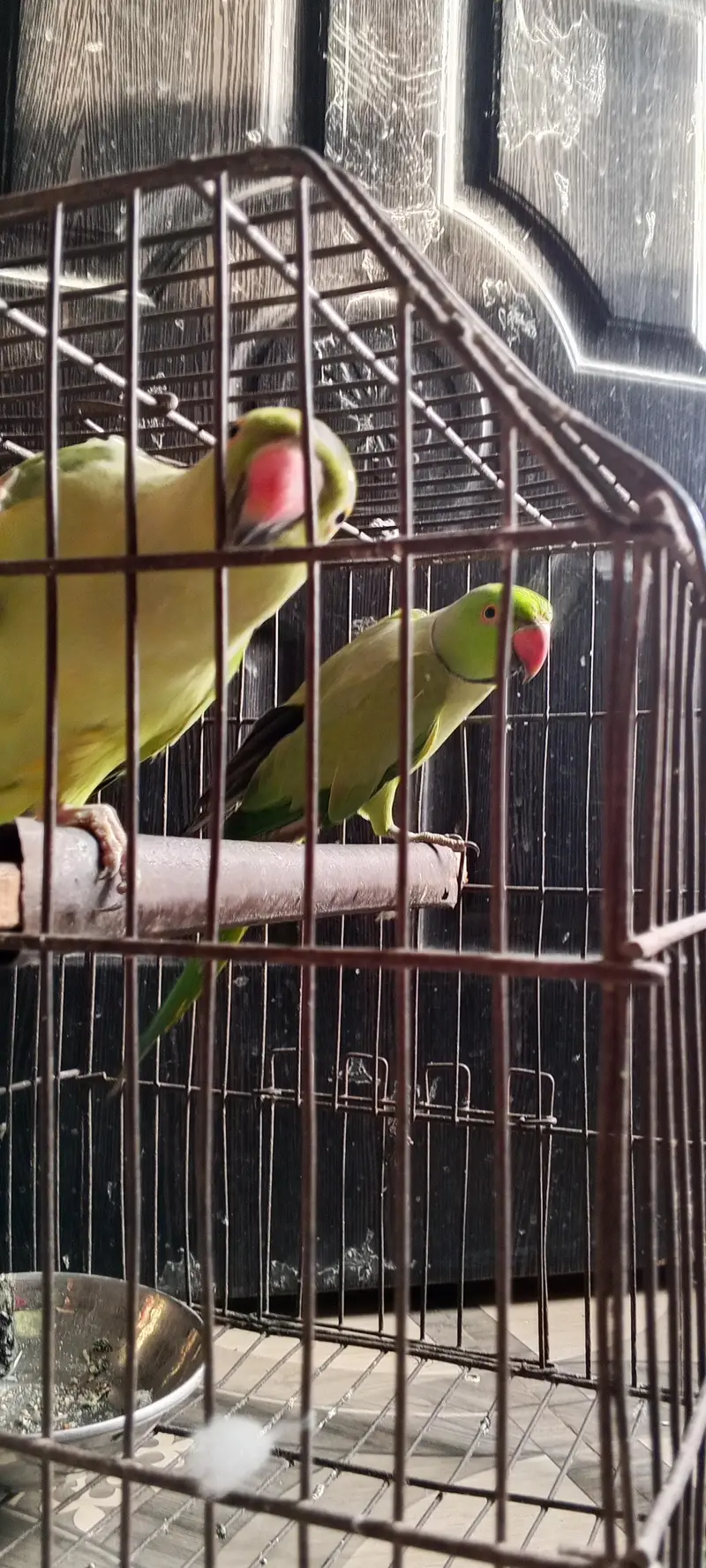 ringneck parrot bhot Bolta  ha — photo 5