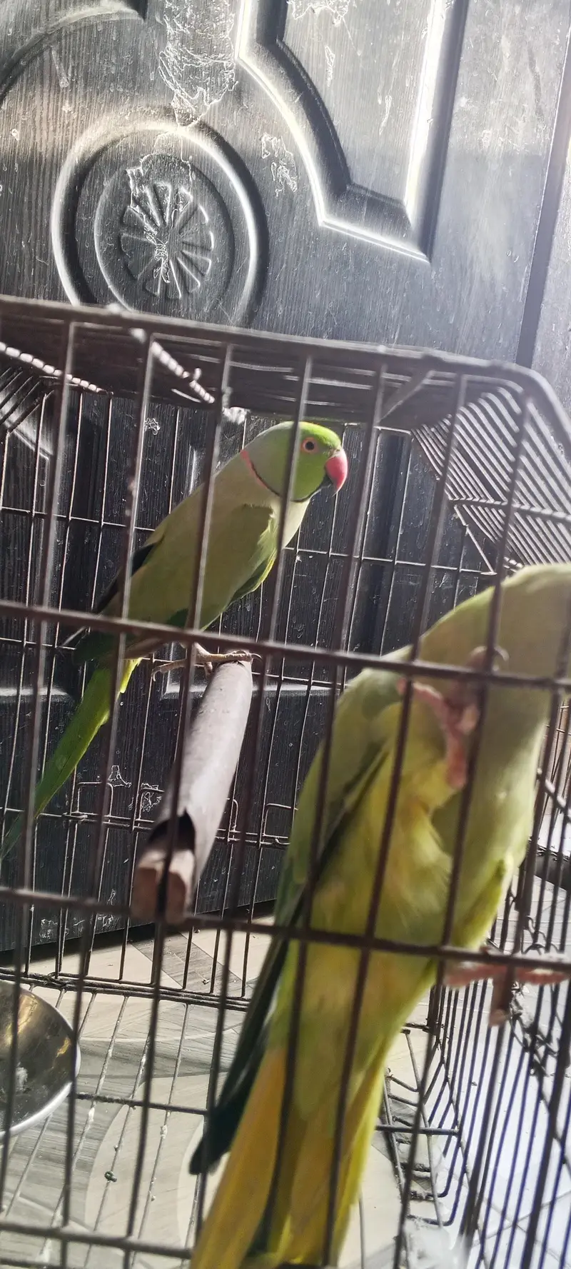 ringneck parrot bhot Bolta  ha — photo 6
