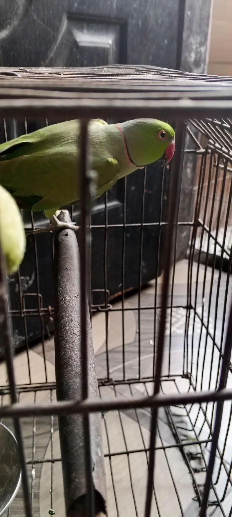ringneck parrot bhot Bolta  ha — photo 7