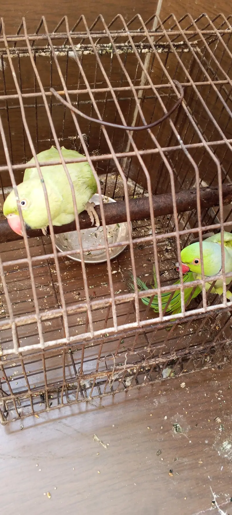 ringneck parrot bhot Bolta  ha — photo 8