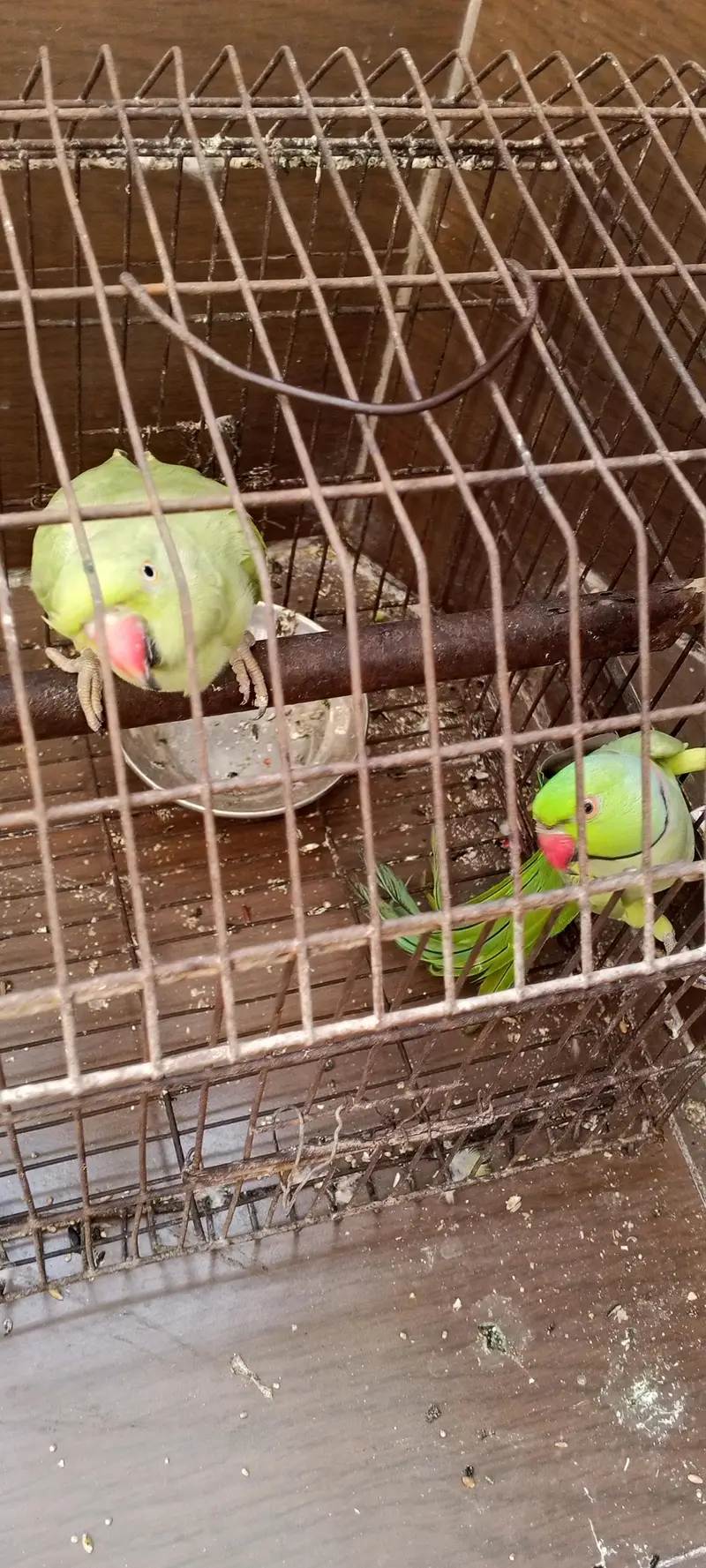 ringneck parrot bhot Bolta  ha — photo 9