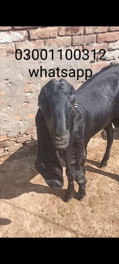 beetal andal male