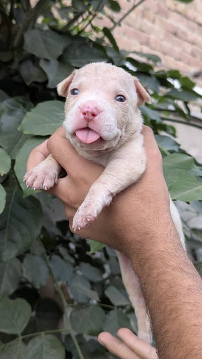 American pitbull female pup