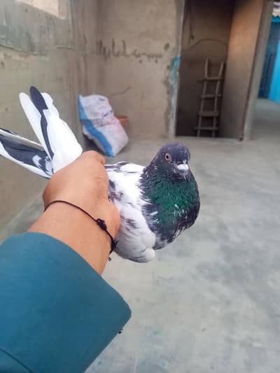kabli Patti wale taddy goldan pair