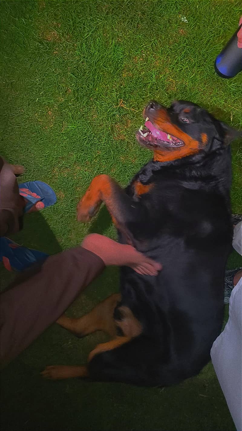 Rottweiler stud 0