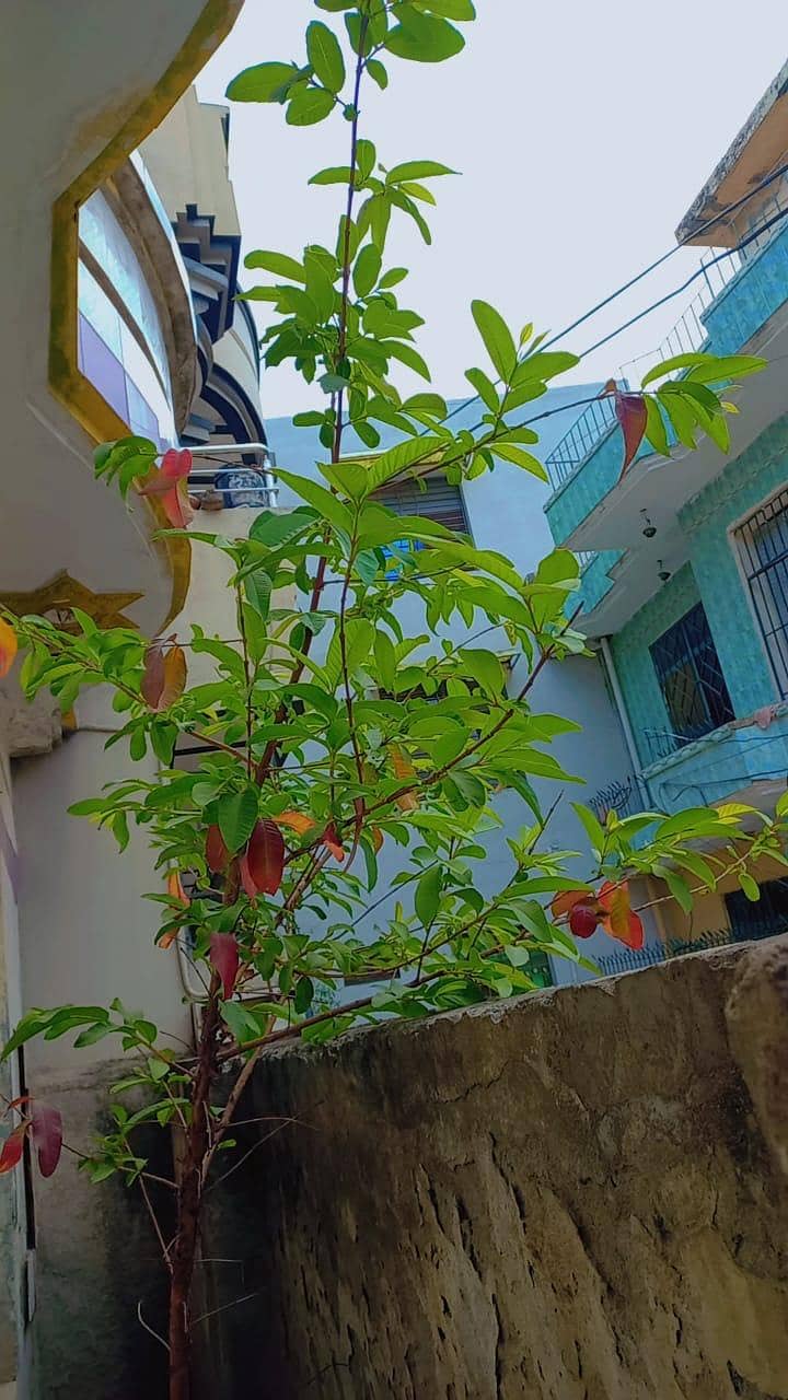 plants 0