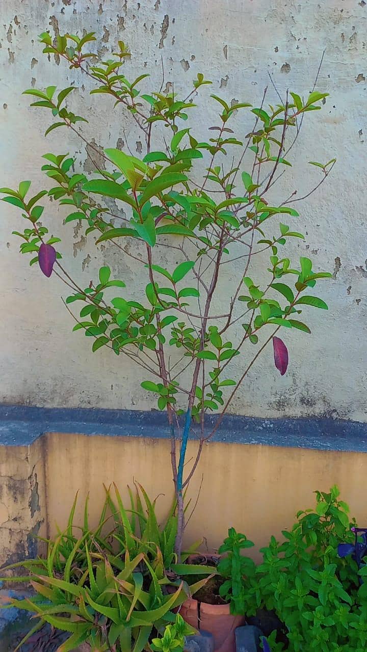 plants 1