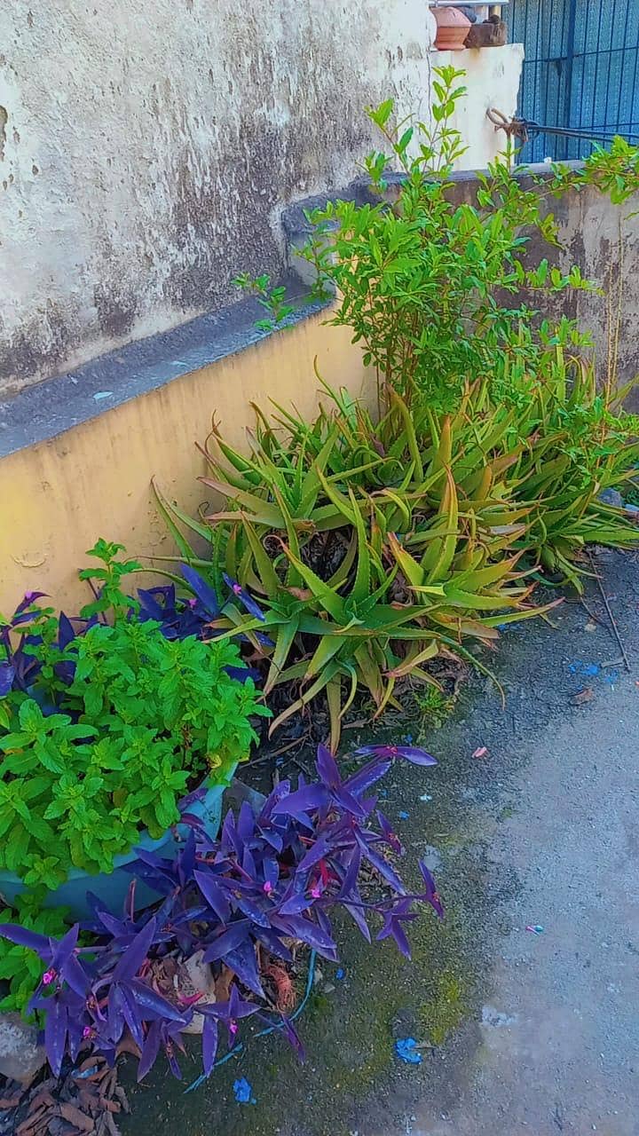 plants 2