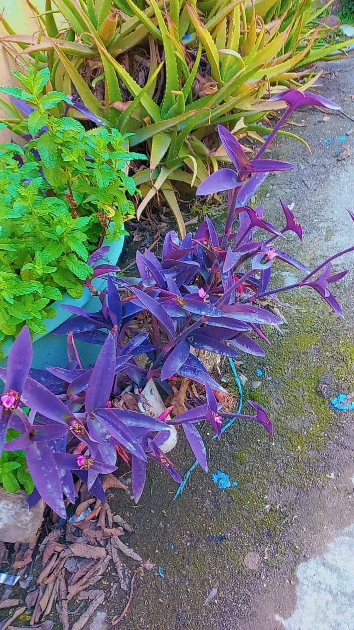 plants 3