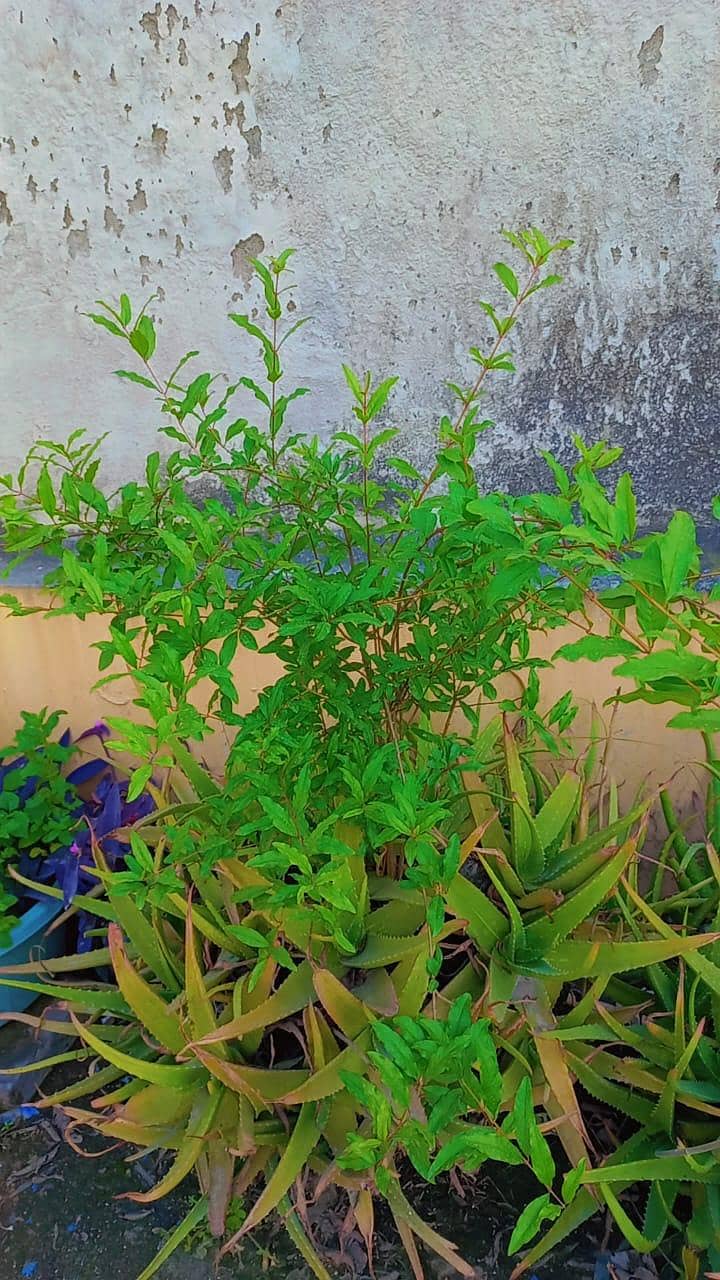 plants 4