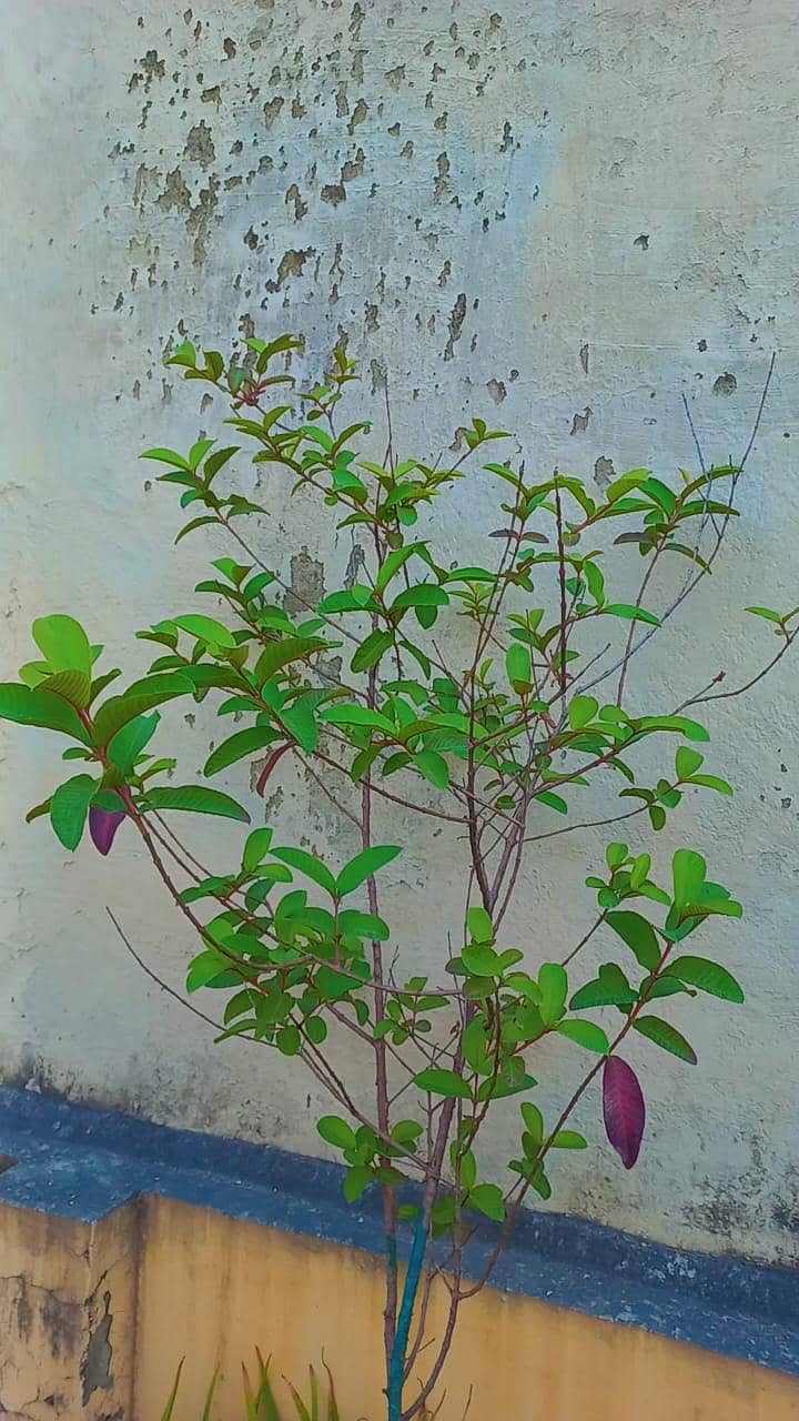 plants 5
