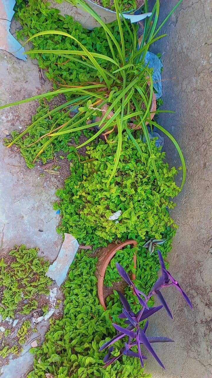 plants 6