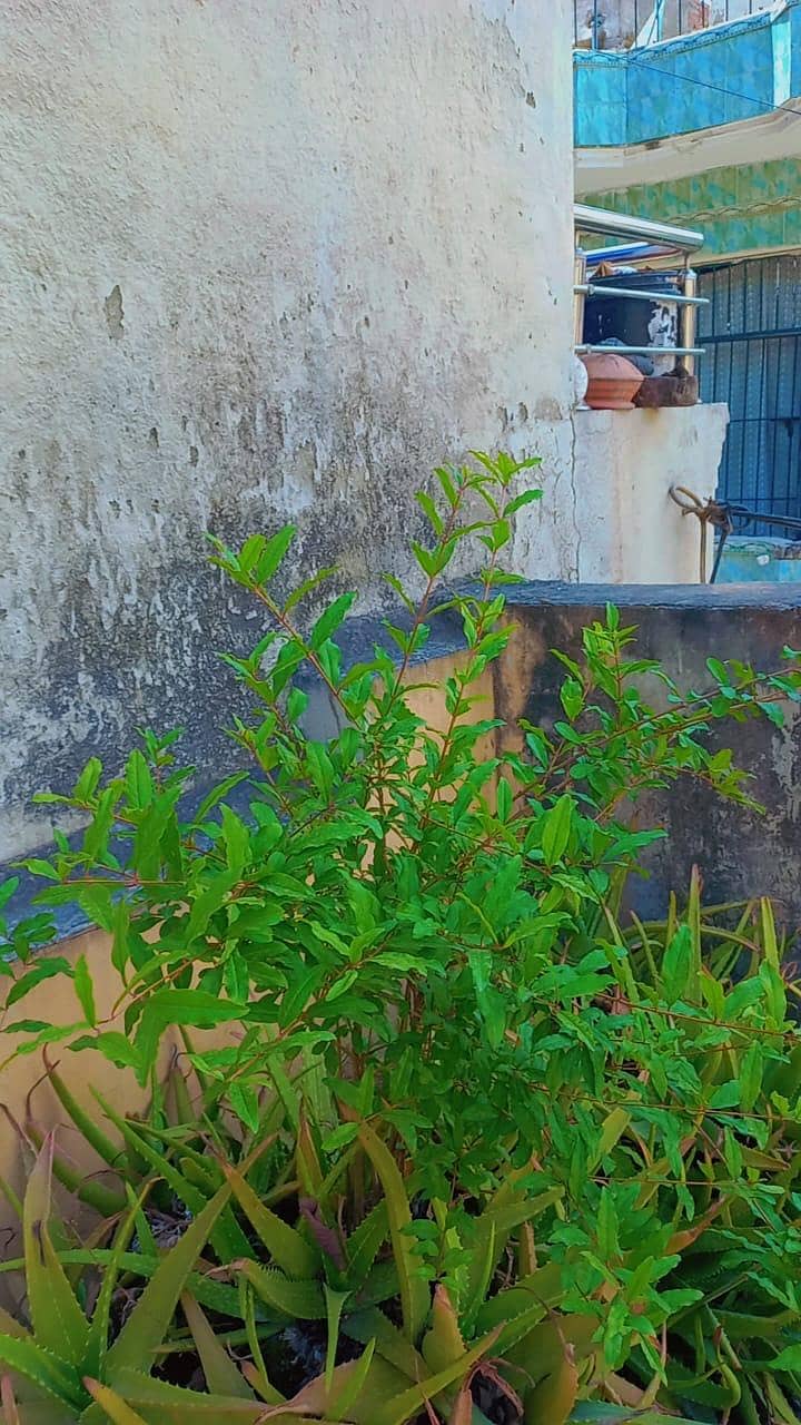 plants 7