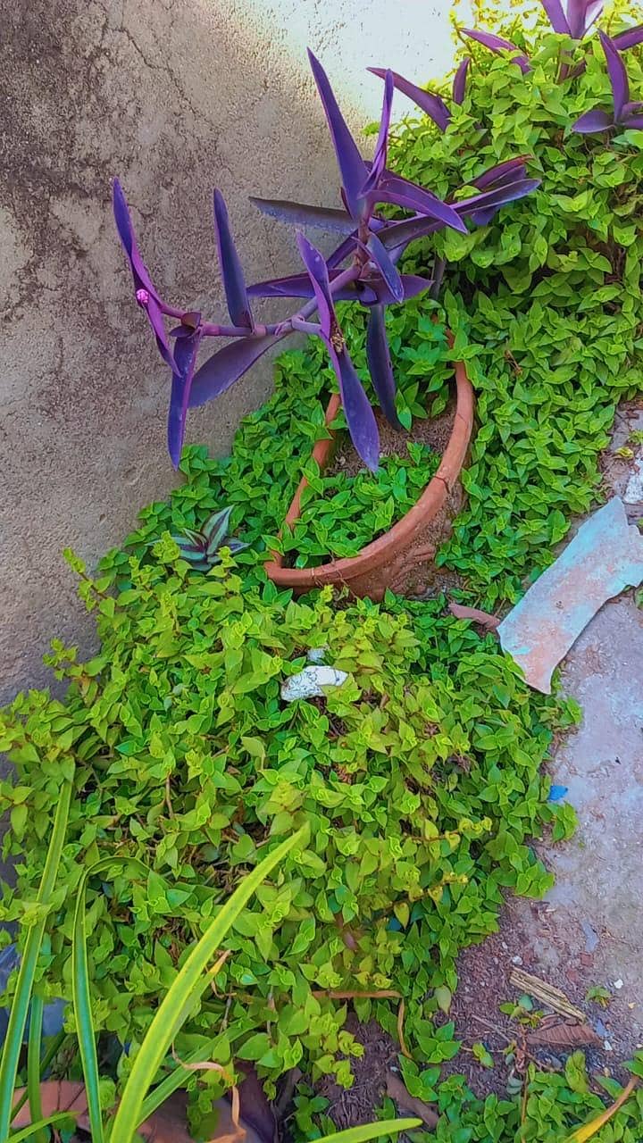 plants 8