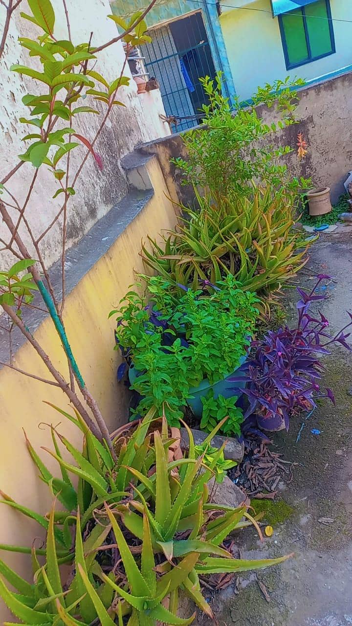 plants 9