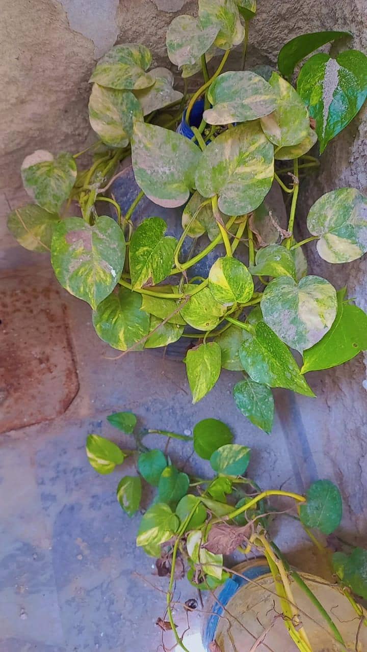 plants 10