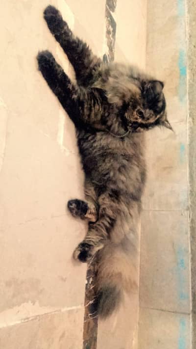 Persian cat