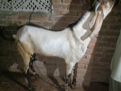 qurbani ka bakra for sale  achi nasal hai  80 kg wait  do dant ka hai