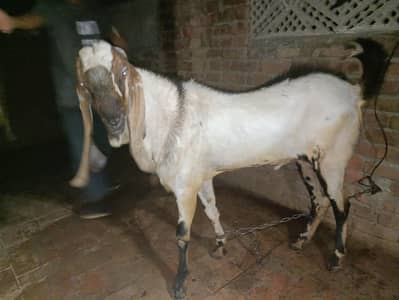 qurbani ka bakra for sale  achi nasal hai  80 kg wait  do dant ka hai