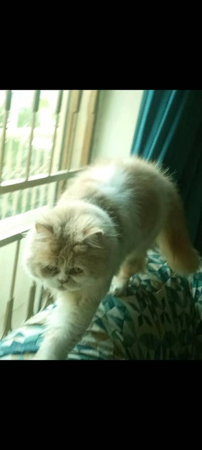 Persian punch face beautiful Cat