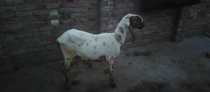 sheep urgent sale
