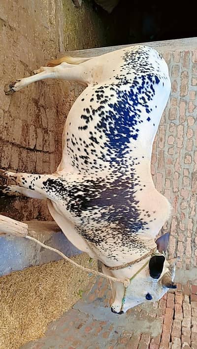 bull for sale
