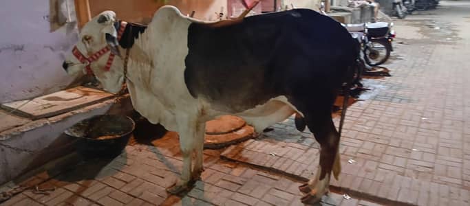 qurbani cow