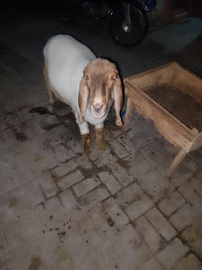 Sheep for sale