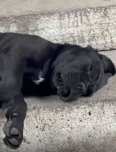 Cane Croso Puppies available
