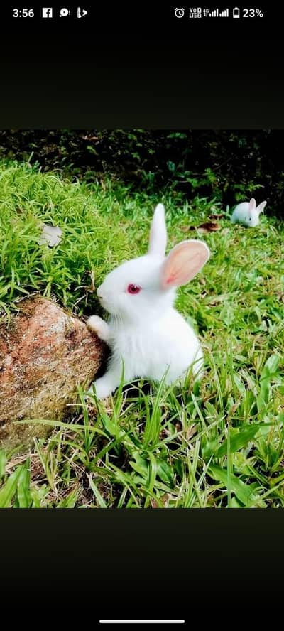red eye pure whiterabbit cute babies