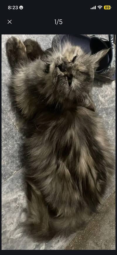 sell perison cat