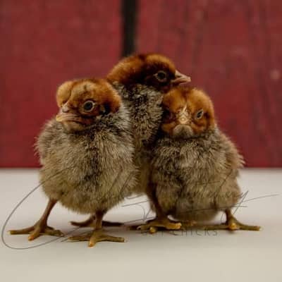 Fayoumi chicks lohman Brown | Lohman Black | Light Sussex | Austrolorp