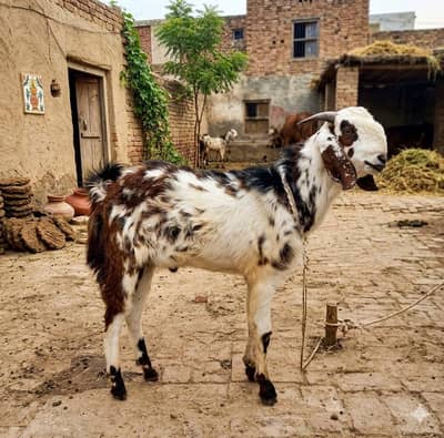 goat for sell