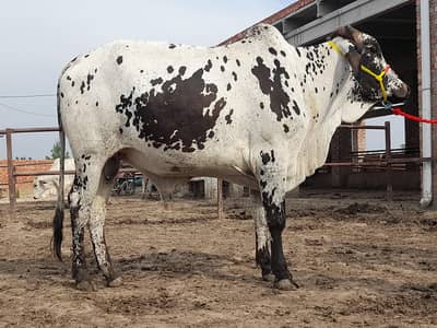 Qurbani animals for sale