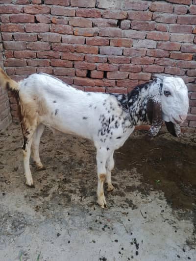 Qurbani wala bakra