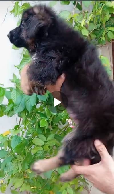 German Shepherd long coat puppies