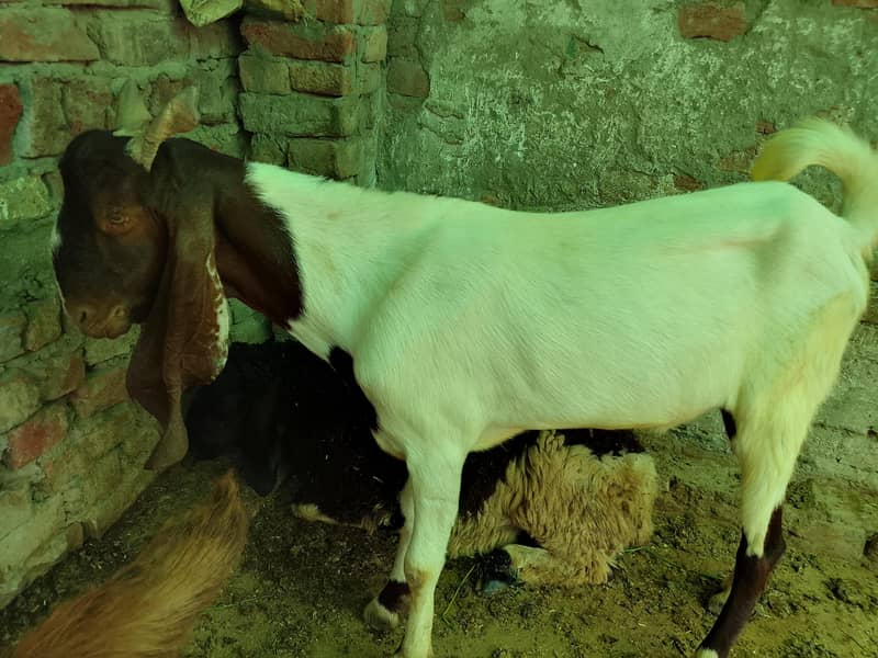 khassi bakra 0