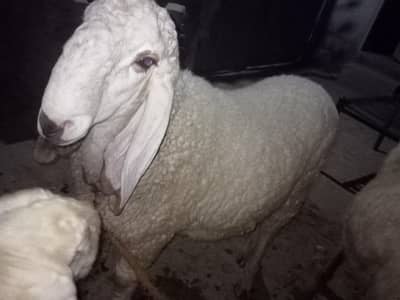 Chtraa for qurbani