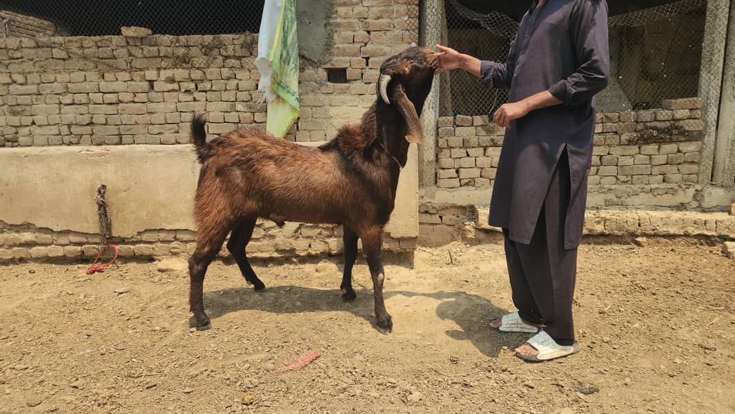 قربانی کے بکرے رابطہ نمبر03085146901 0