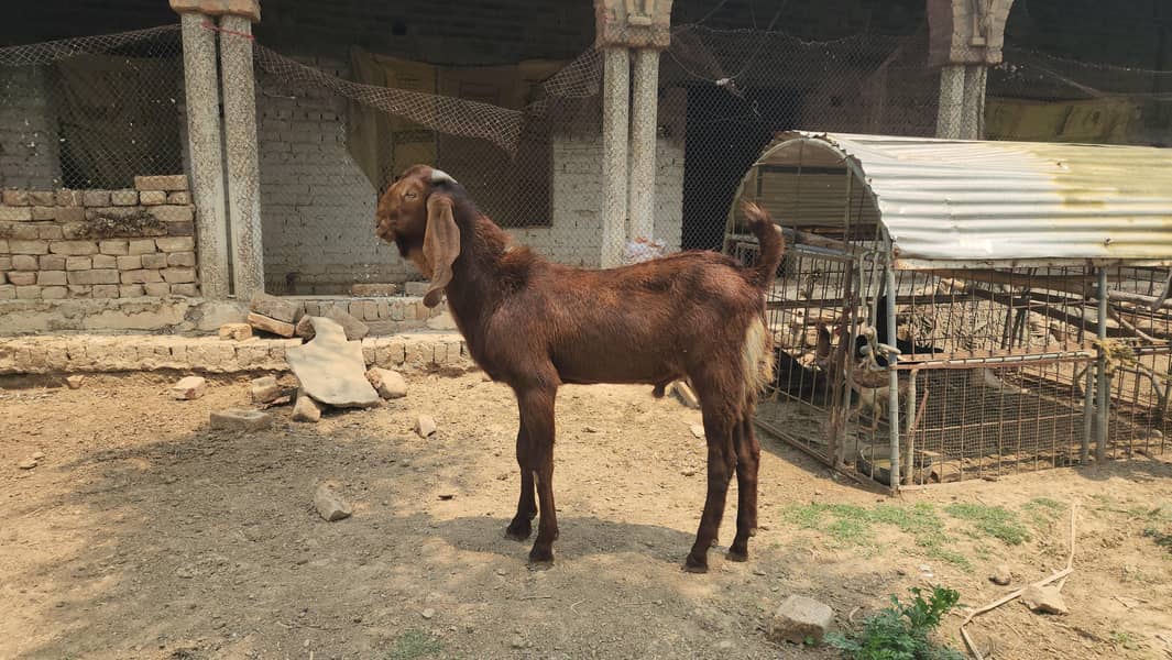 قربانی کے بکرے رابطہ نمبر03085146901 2
