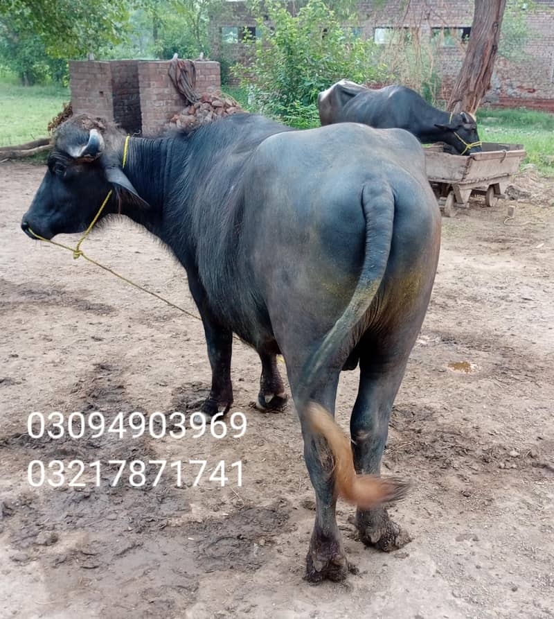 young buffalo 1