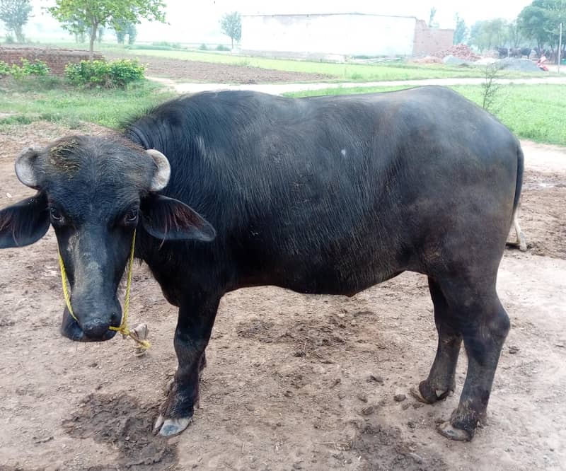 young buffalo 3
