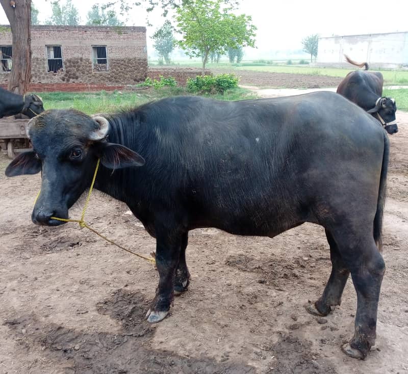 young buffalo 4