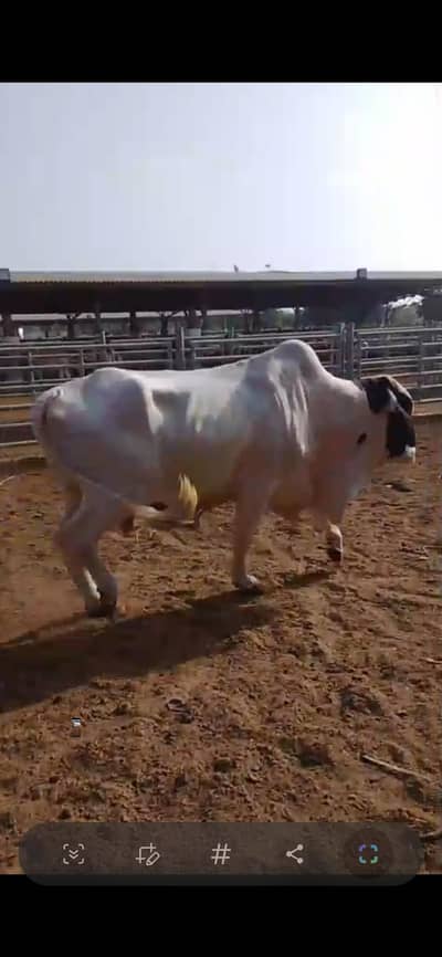 ماشاءاللہ bull