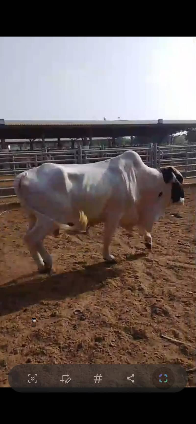 ماشاءاللہ bull 0