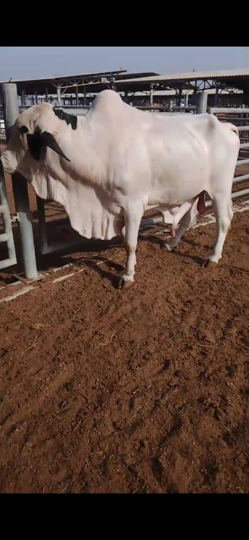 ماشاءاللہ bull 1