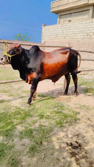 VERY BEAUTIFUL FULL brown