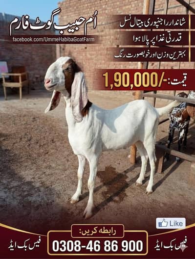بکرا عید کے لیے خوبصورت جانور