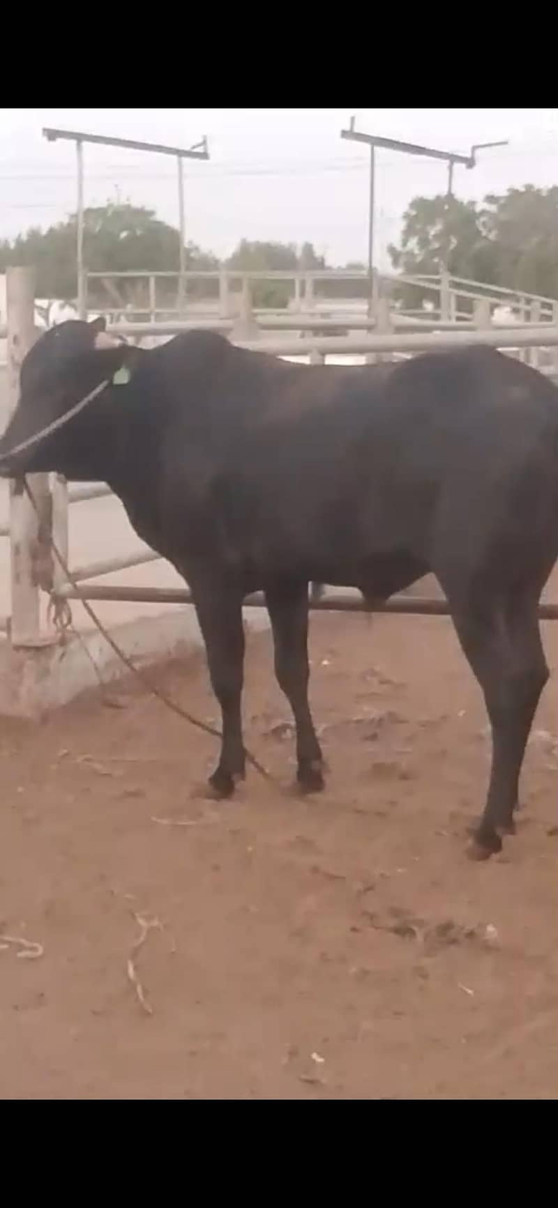 ماشاءاللہ bull 3