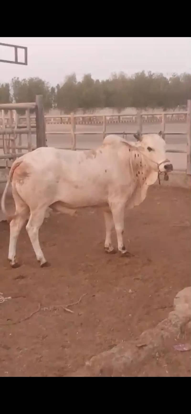 ماشاءاللہ bull 4
